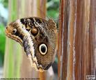 Красивая бабочка сова